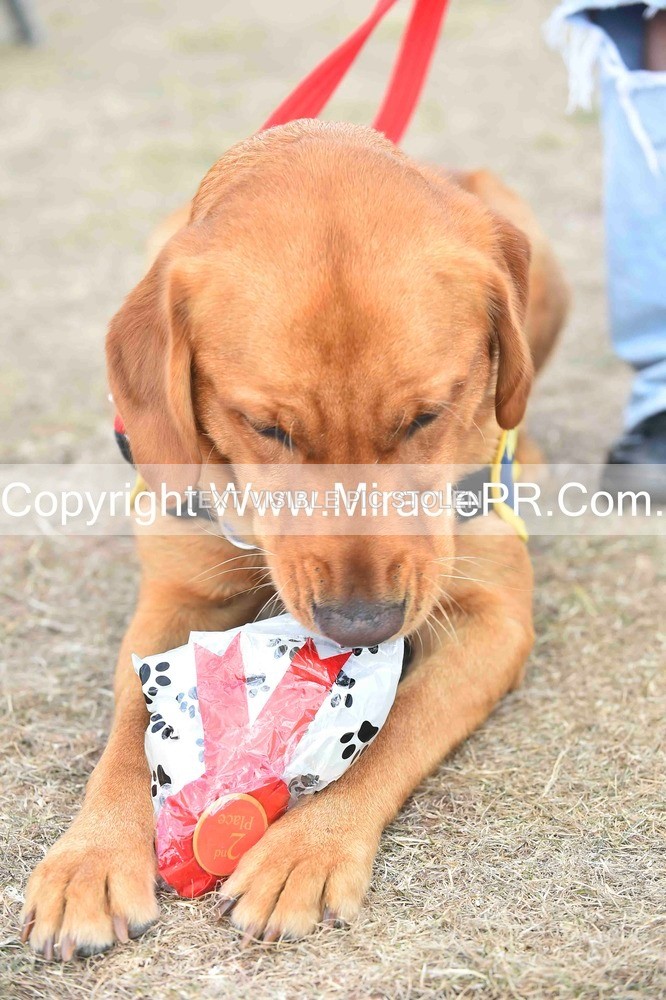 SH4_0155 - Dog show.