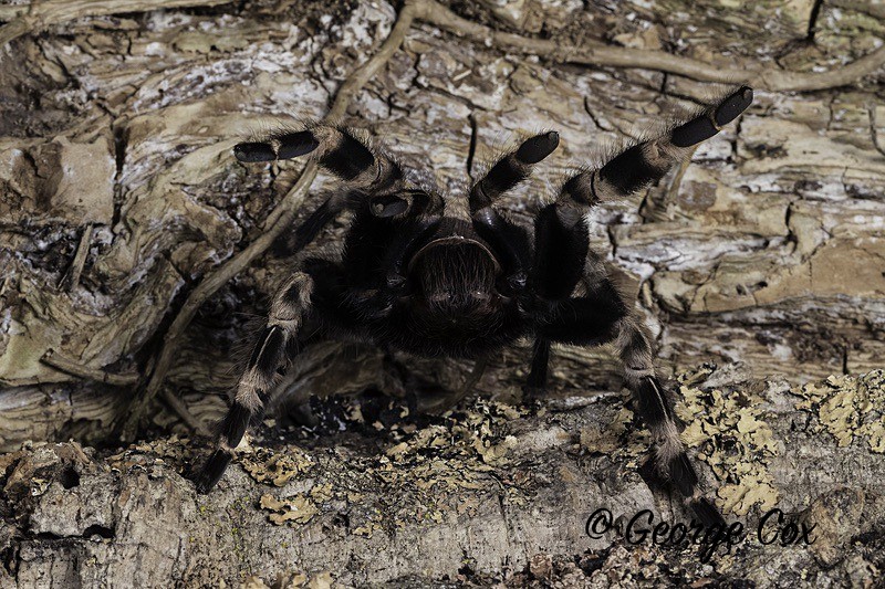 Brazilian Giant White Knee Tarantula - Macro day with Chameleon Photography