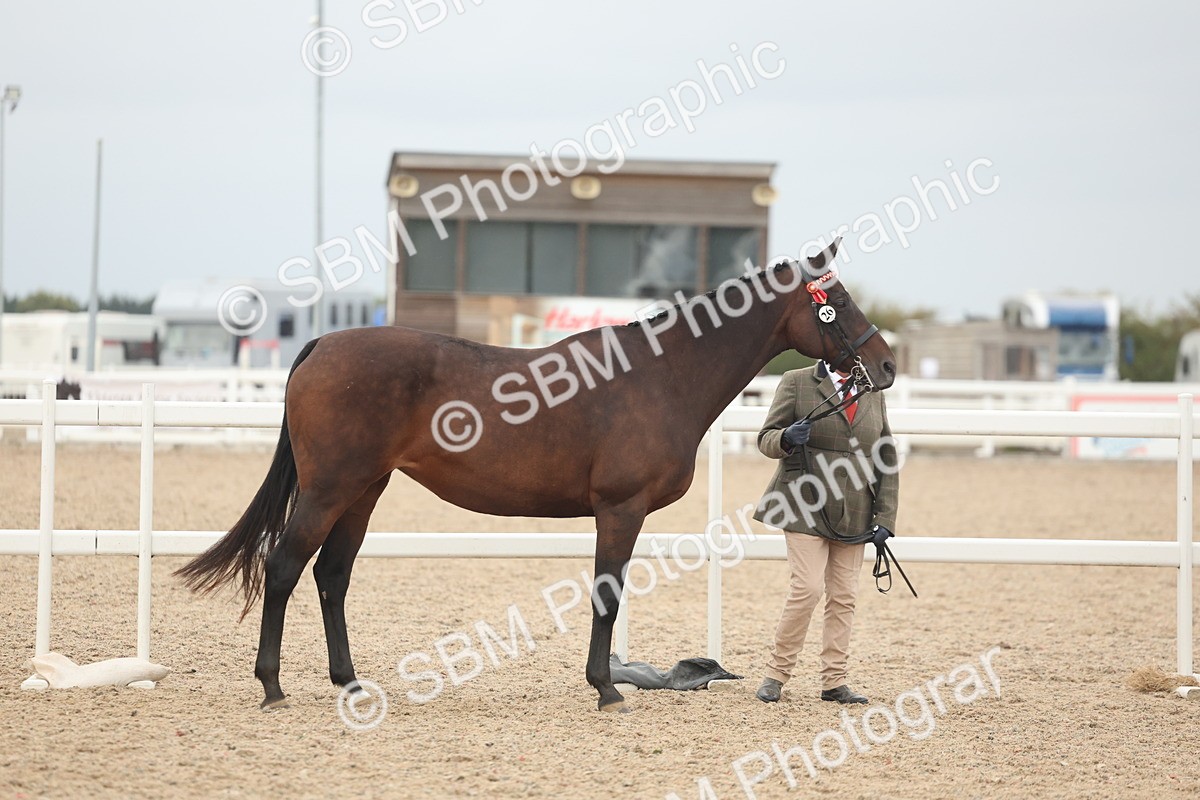 SBM_19775 - Class 318 - IH Part Bred Horse-Pony