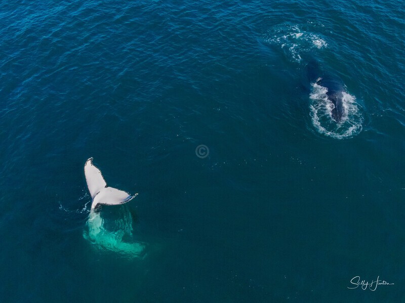 A Pair of Humpbacks Relaxing 1. DJI_0313 - 2025 Drone photos