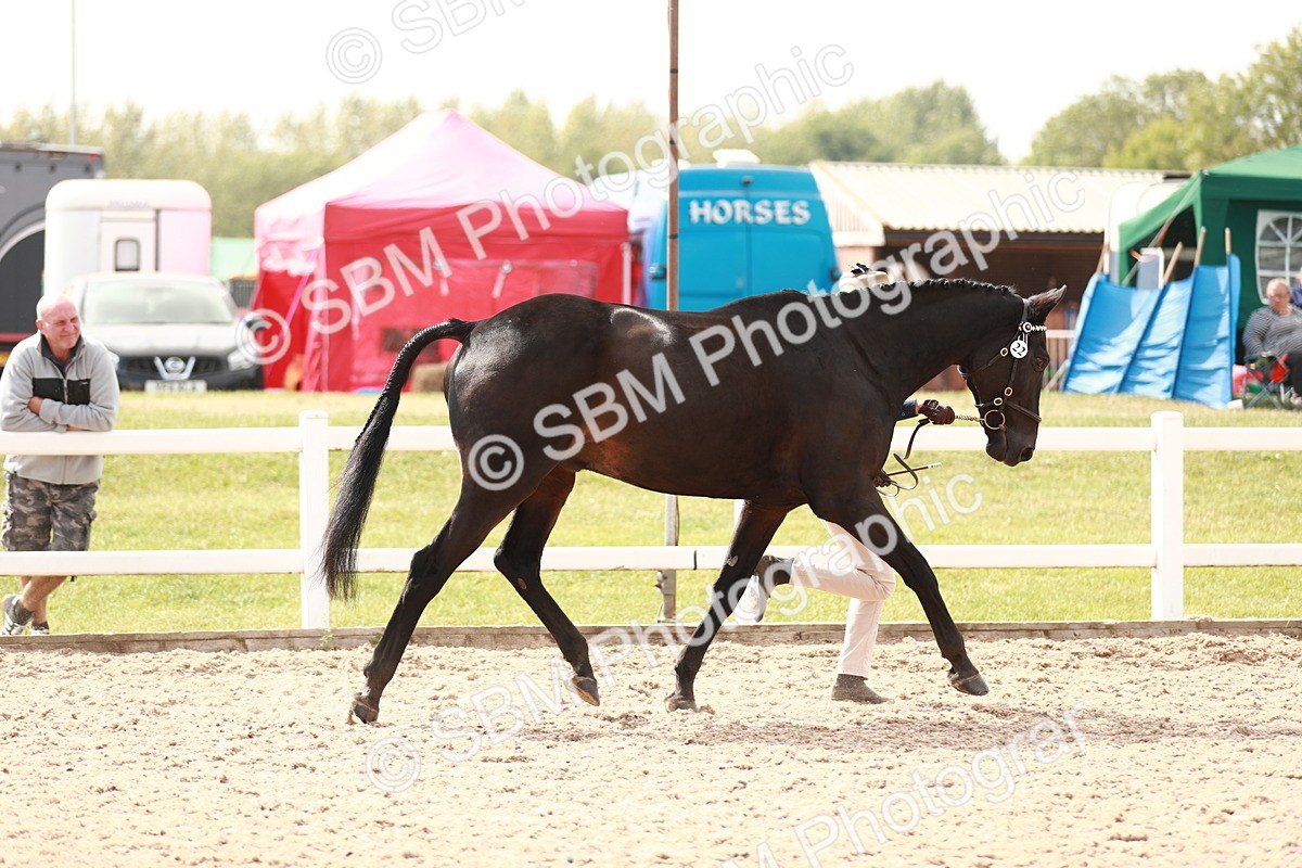 SBM_13209 - Class 208 IH Veteran Horse