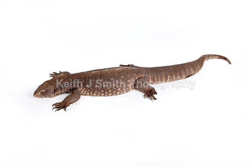 1SKJ7336 - Roaming Reptile Show
