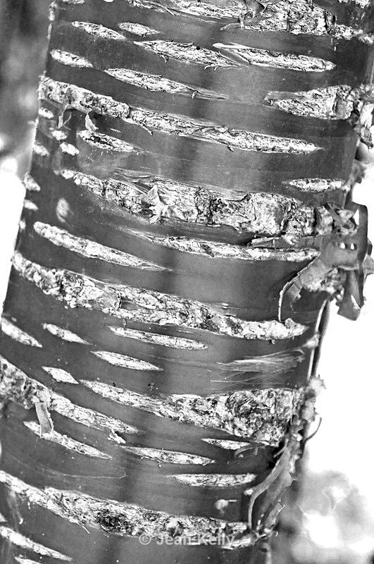 Tree - 4240 bw2 - Trees