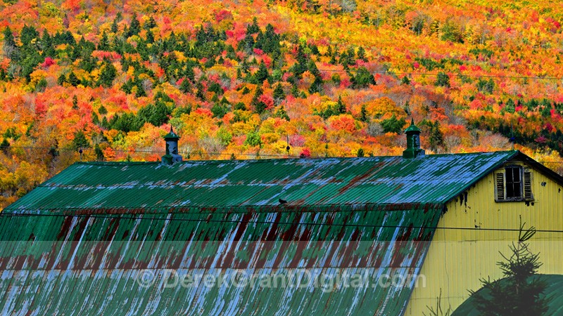 Autumn Foliage Fall Leaves New Brunswick Canada - Autumn Foliage