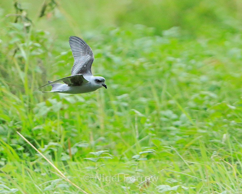Fork-tailed Storm Petrel, Knight Inlet, Canada - Fork-tailed Storm Petrel