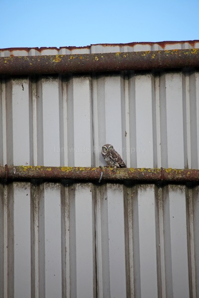Little Owl in Somerset Farm yard - Birds, swans and gulls