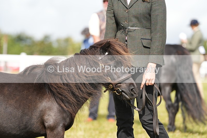 DSC05378 - Class 49: NPS Shetland 4 years and over