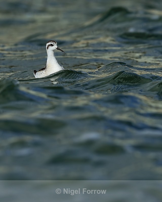 Red-necked Phalarope (juvenile), Farmoor - Red-necked Phalarope