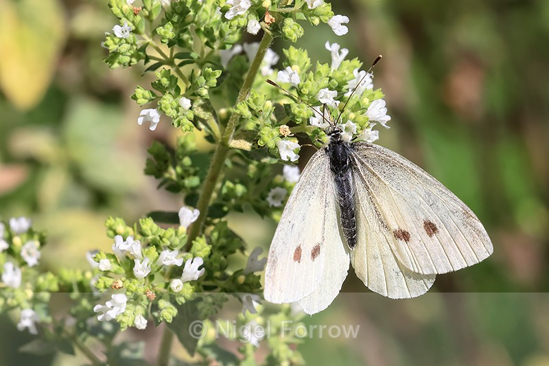 Small White showing upper wings, Oxfordshire, UK - INSECTS