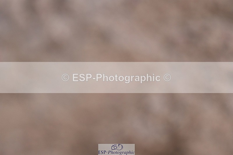 250125-134340-00688 - Dressage - CT Class 7 BE Novice 112