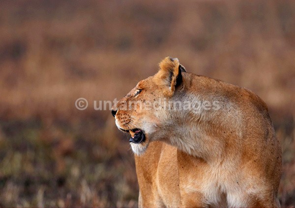 Lioness - Kenya