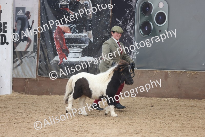 20251109-0167 - Class 9 - Foals