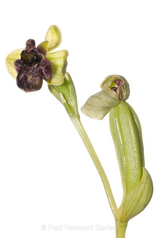 - WB: Orchids - Ophrys