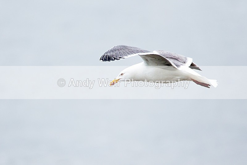 20140417-3K8A0185 - Gulls