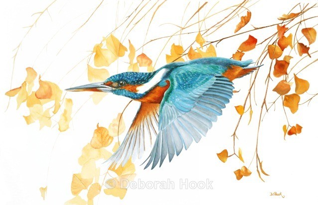 King of Fishers - Birds