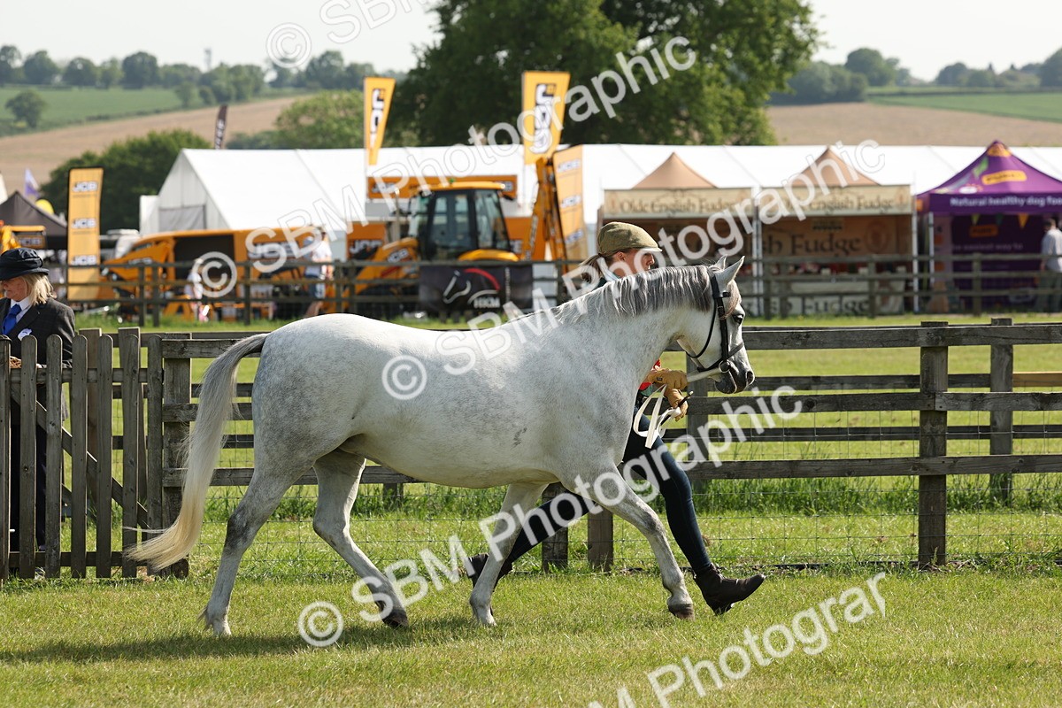 SBM_00775 - Class 6-13 - Mountatin and Moorland In Hand Welsh Breeds