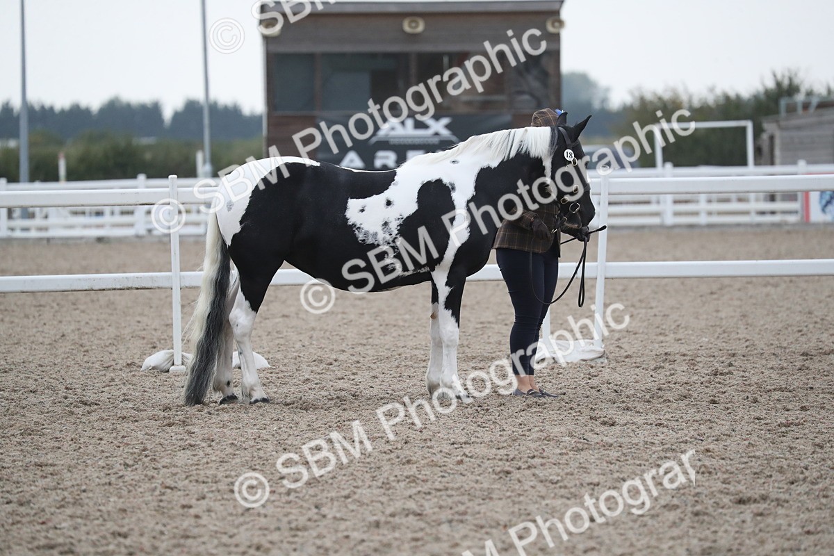 SBM_18303 - Class 318 IH Part bred Horse/Pony