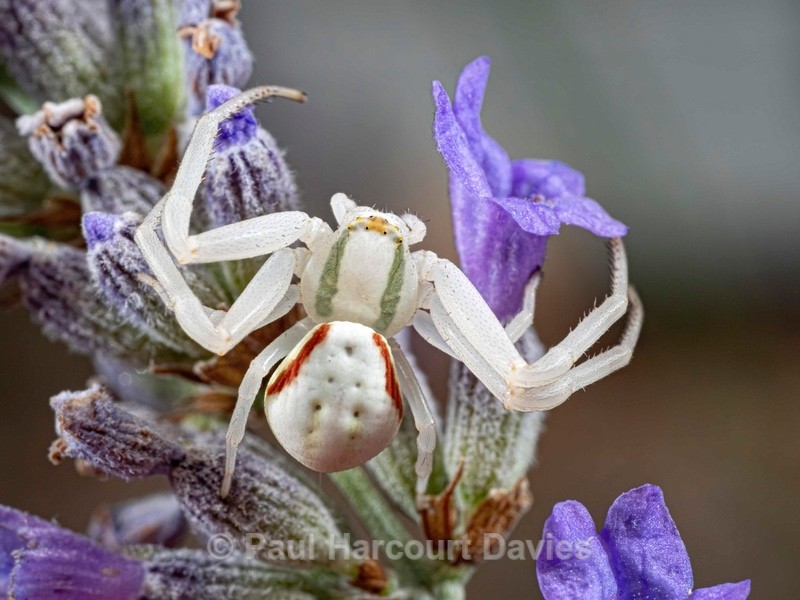 Female crab spider (Misumena vatia) on lavender.  - Ten Metres from Home 1.  (2020)
