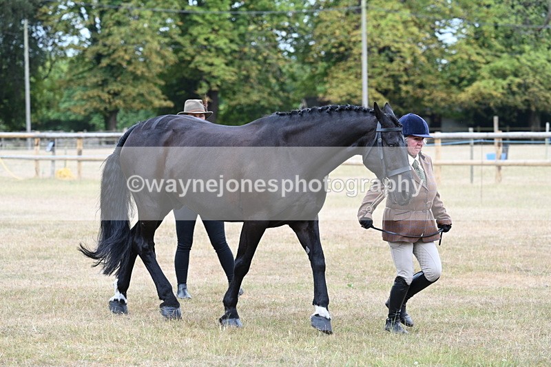 WJ7_0042 - Class 5a Most Handsome Gelding (above 14.2hh)