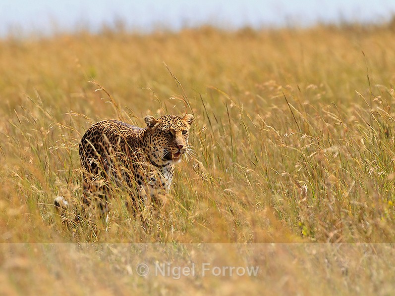 Leopard hunting in the long grass - Leopard