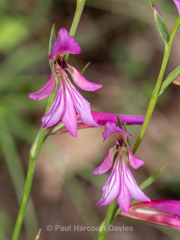 Field Gladiolus (Gladiolus italicus syn. G. segetum) - Gargano - Wild Flowers