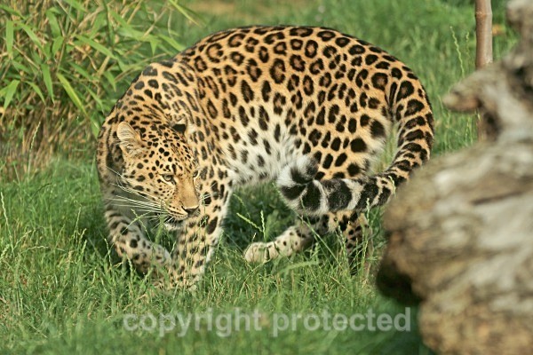 Amur leopard - Milena (Colchester Zoo) - Amur Leopards