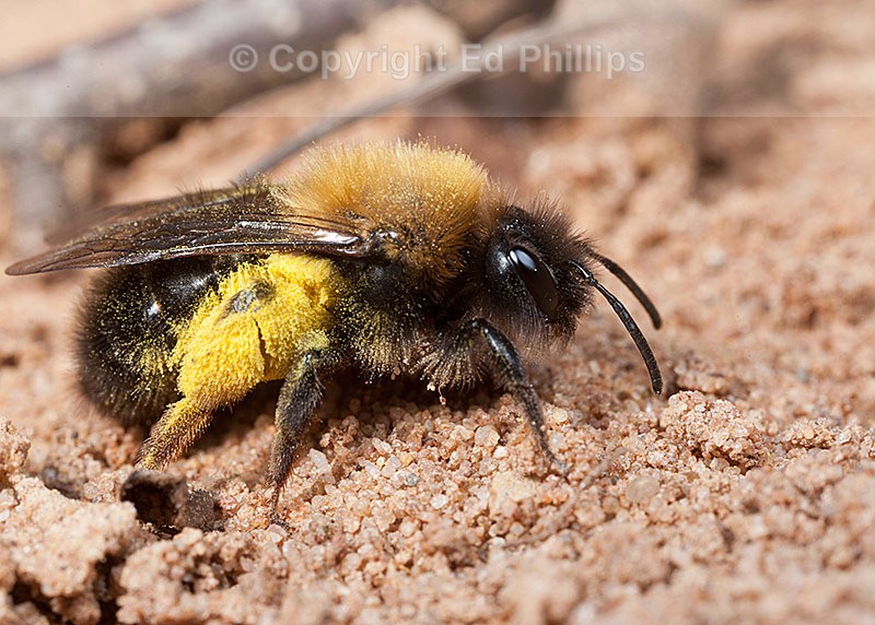 Andrena clarkella (f)