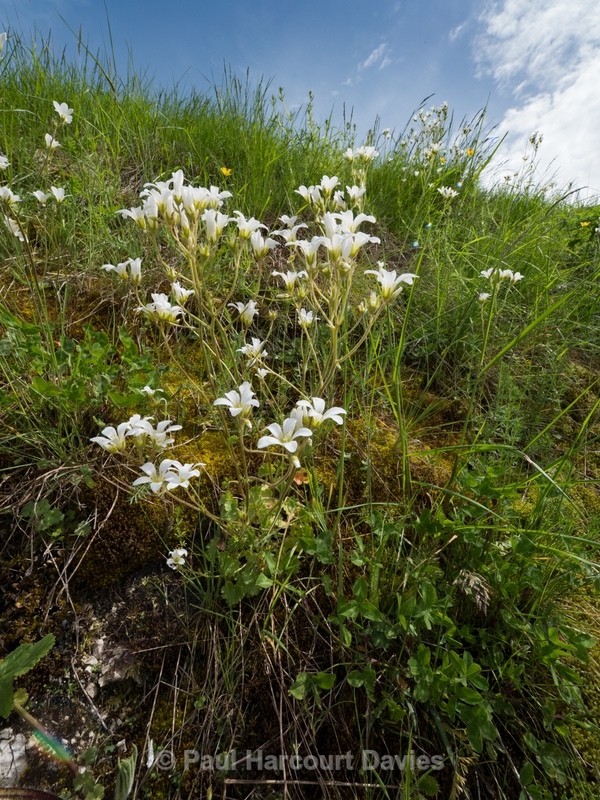 Bulbous saxifrage (Saxifraga bulbifera)  - Flowers in the Landscape - 2