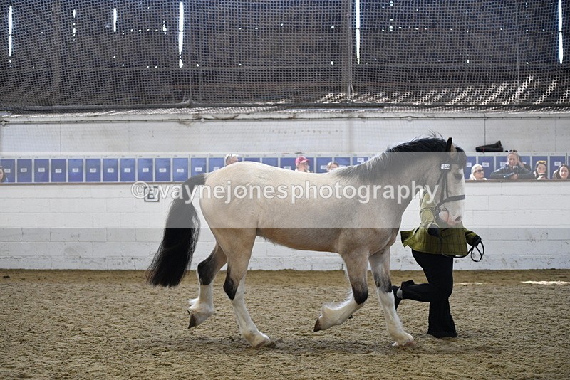 WJ5_4511 - Class 3 Part Bred In hand