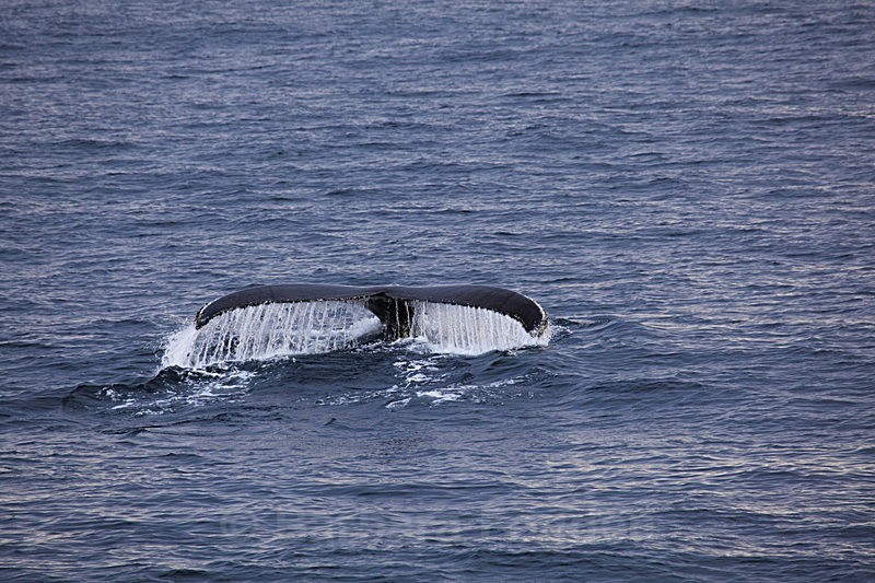 Whale 7 - Latest Photos