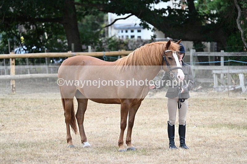 WJ7_8213 - Class 4 Prettiest Mare up to 14.2hh