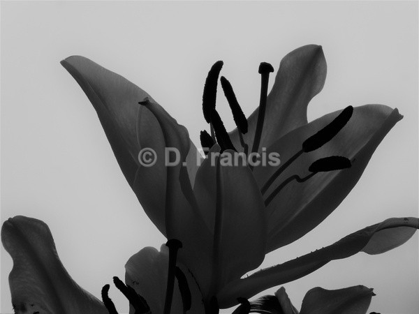 Lily In Bloom (b&w) - Fine Art