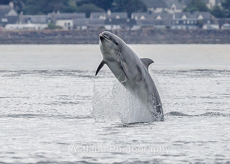 Astland Photography, Bird and Wildlife Images, Susan and Peter Wilson, U.K.