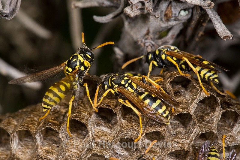  - Bugs: Macro insects