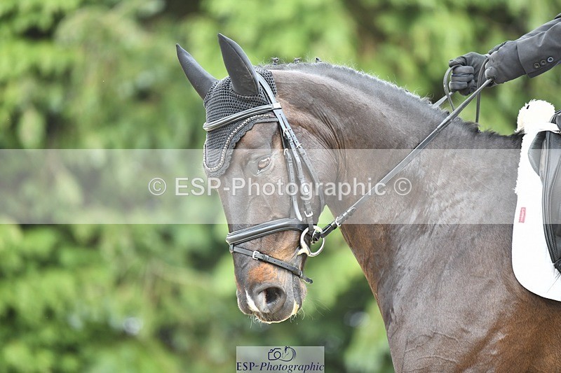 230525-141319-03111 - 319-RINGFORT_REVE_DU_MOULIN-Andrew_Downes-WEDTrotUp+DR