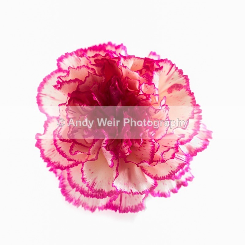 20120624-_MG_9004-1209 - Plants & Flowers