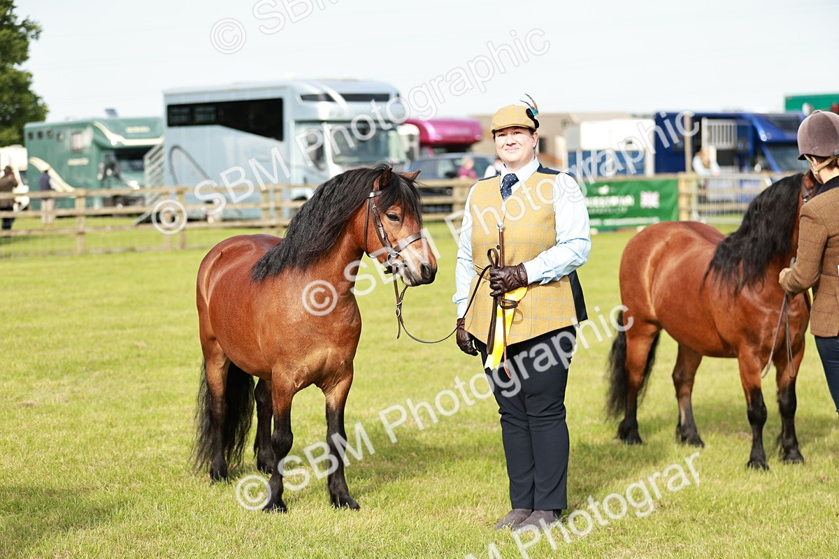 SBM_00552 - Class 14-23 - Mountain & Moorland In Hand Non Welsh
