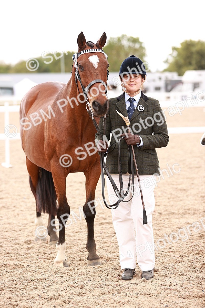 SBM_16223 - Class412 - Handsome Gelding (IH  or Ridden) Adult
