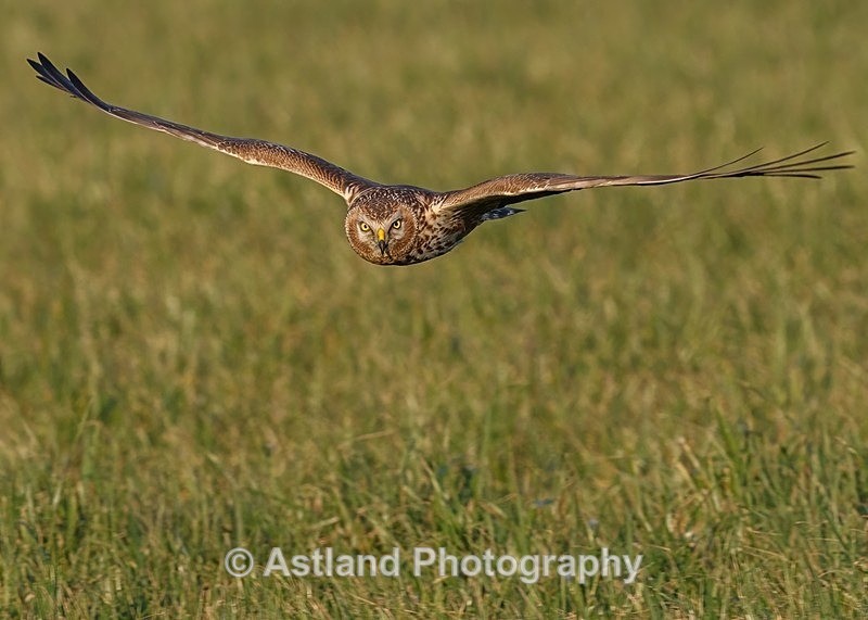 Astland Photography, Bird and Wildlife Images, Susan and Peter Wilson, U.K.