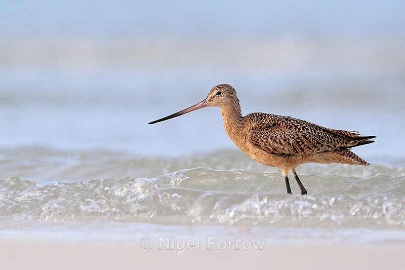 Marbled Godwit wading in surf, Fort De Soto Park, Florida - Marbled Godwit