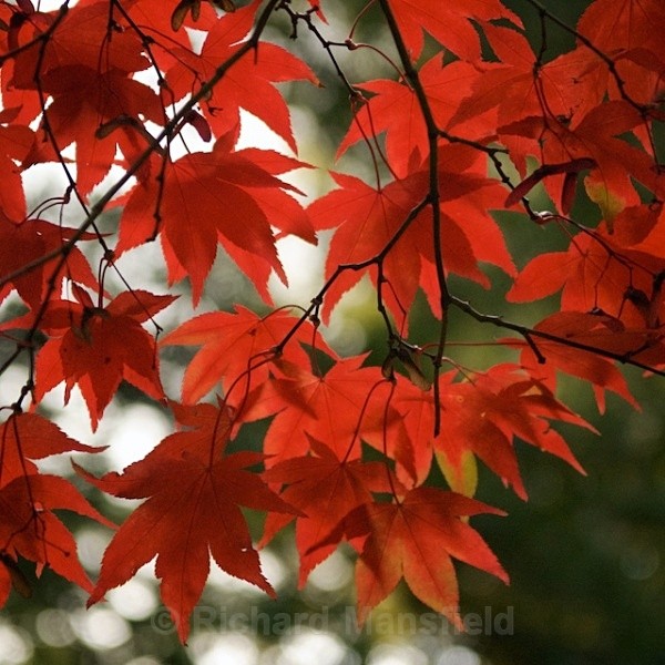  - Autumn