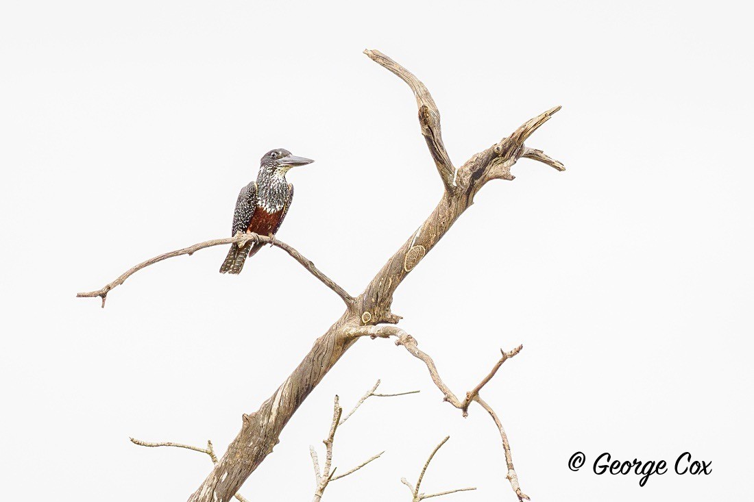 Giant Kingfisher - Gambia 2025