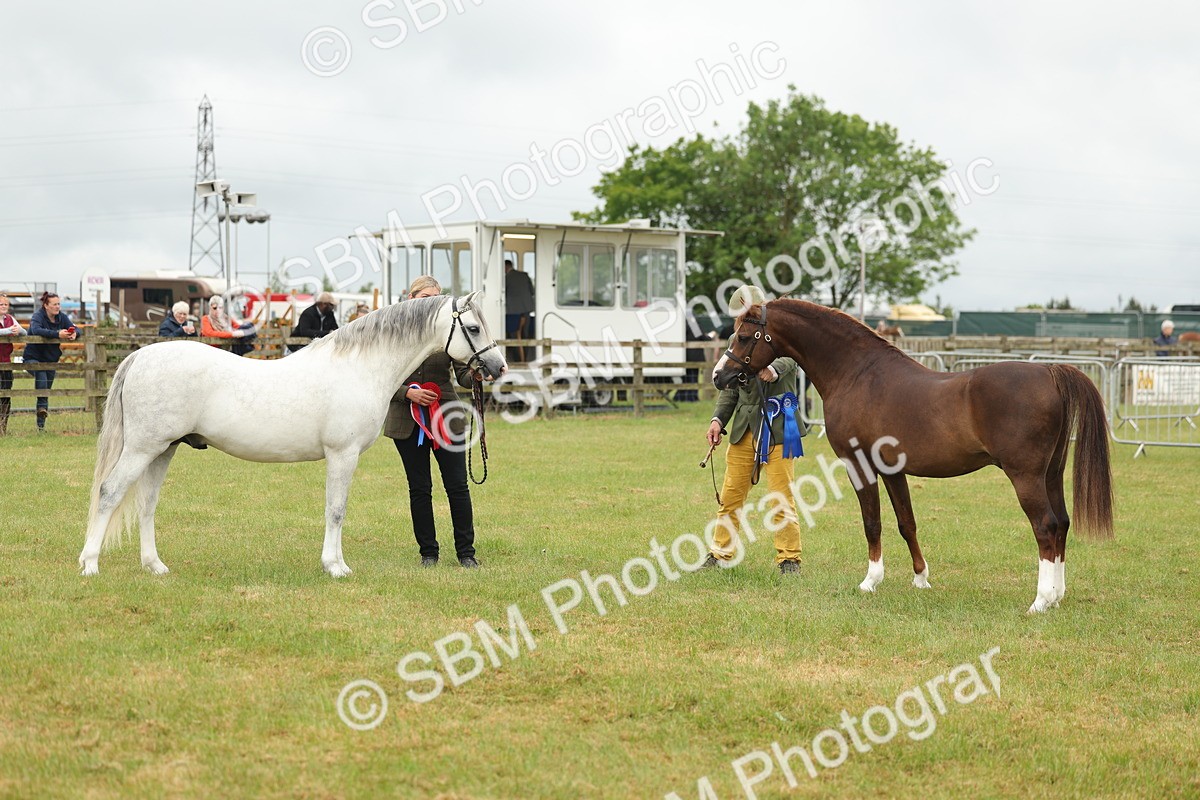 SBM_02311 - Class 50-57 - M&M Welsh Pony In Hand