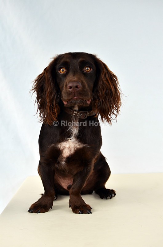 RAH_4175 - Pet Photography