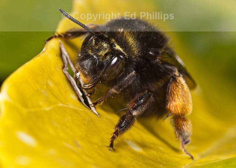 Anthophora plumipes (f)