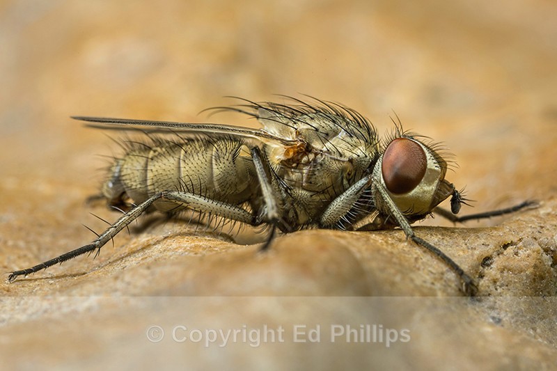 Leucophora Fly - Leucophora