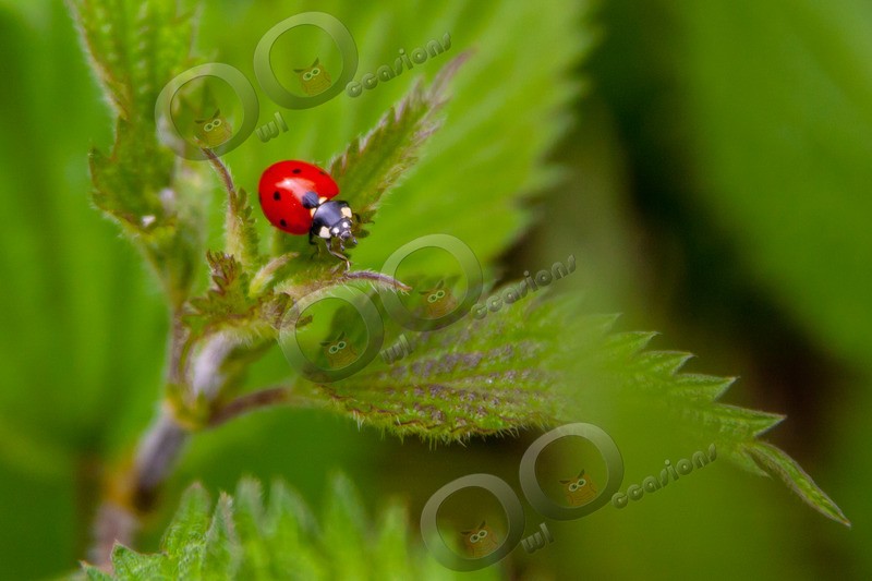 Seven spot ladybird Coccinella 7-punctata-1047 - Insects from around the world