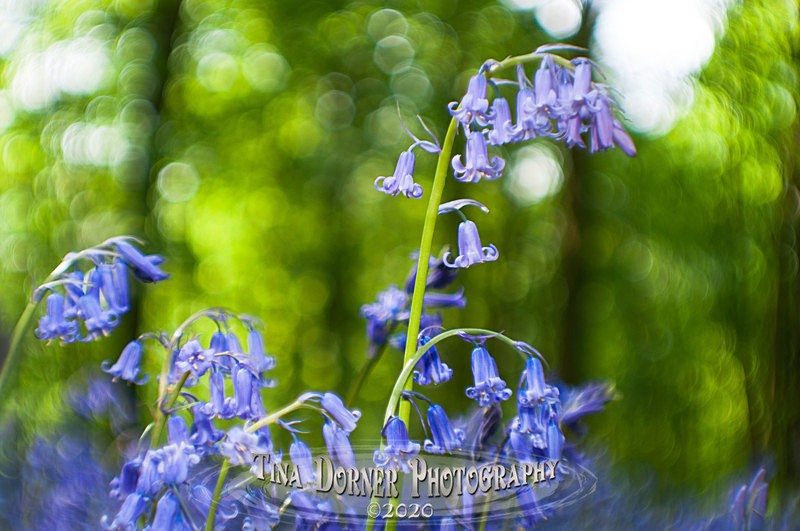 Dizzy Bluebells - Plants & Flowers
