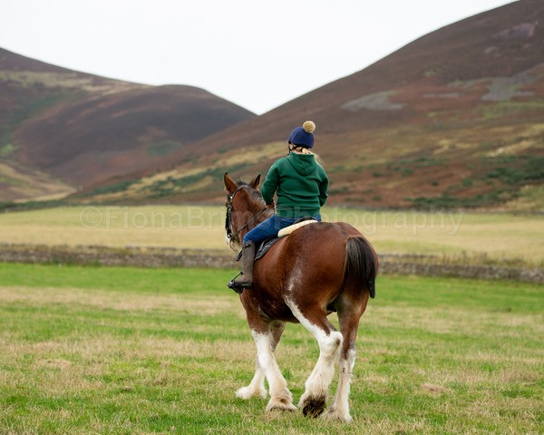 horses-1 - DGClydesdales