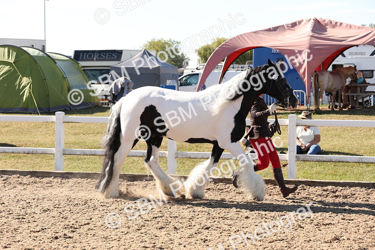 SBM_12910 - Class 206 - IH Non Show Type Pony